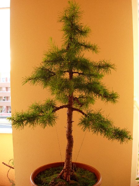 poczÂątek czerwca 2005