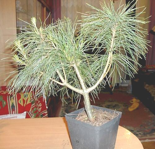 a, no i mam jeszcze sosenkĂŞ, ale nie wiem, czy trzeba przycinaĂŚ igÂły, uszczknĂŞlam tylko czĂŞÂściowo nowe pĂŞdy.