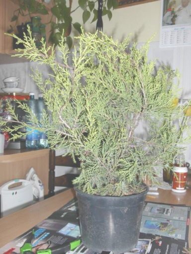 Tak wyglÂądaÂł mĂłj jaÂłowiec na poczÂątku.