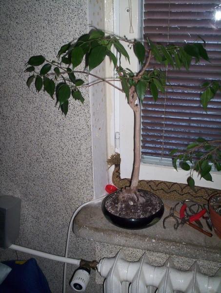 Tak wyglÂądaÂł ten fikus przed przemianÂą. ByÂł dosyĂŚ wysoki.