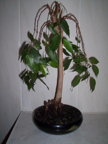 PrzĂłd. Drzewko ma okoÂło 30 cm wysokoÂści.