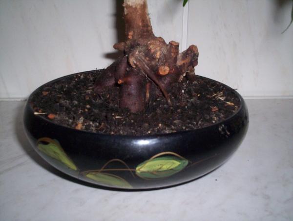 Czy moÂżna zrobiĂŚ coÂś z tym nebari Âżeby wyglÂądaÂło ciekawiej??