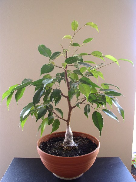 kwiecieĂą 2005.
<br />MinÂąÂł rok od czasu zrobienia 1wszego zdjĂŞcia. 
<br />ZaÂłoÂżona folia z mchem w celu rozwoju korzeni powietrznych.