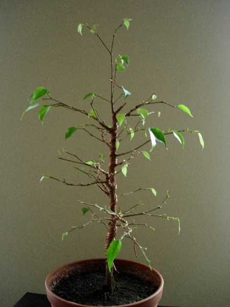 czerwiec 2005
<br />prawa