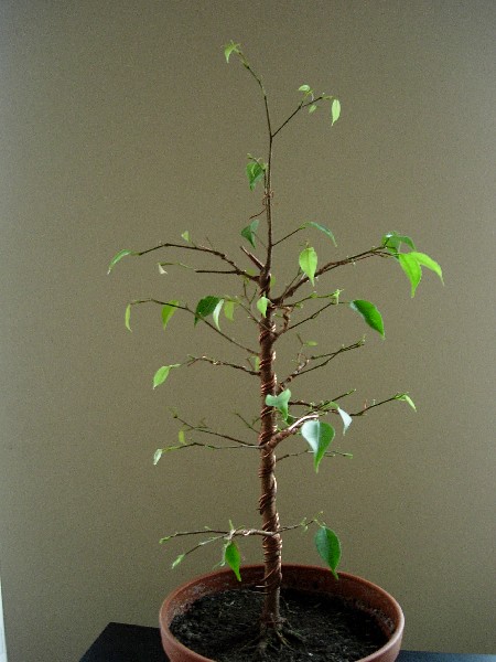 czerwiec 2005
<br />lewa