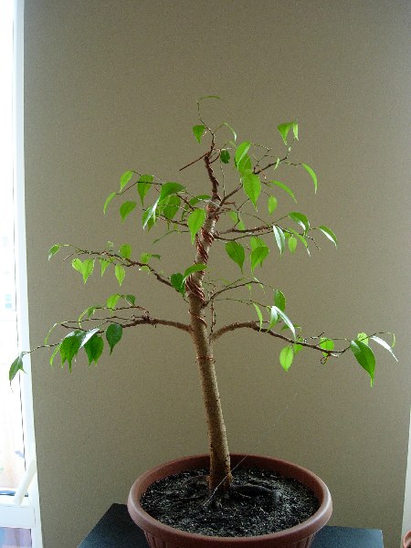 czerwiec 2005
<br />przĂłd
<br />wys. 50cm