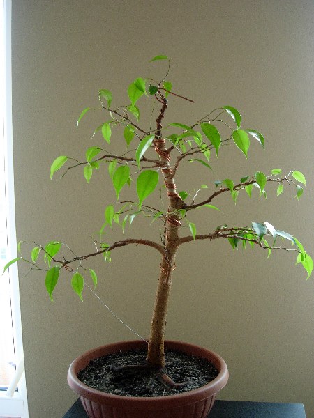 czerwiec 2005
<br />tyÂł