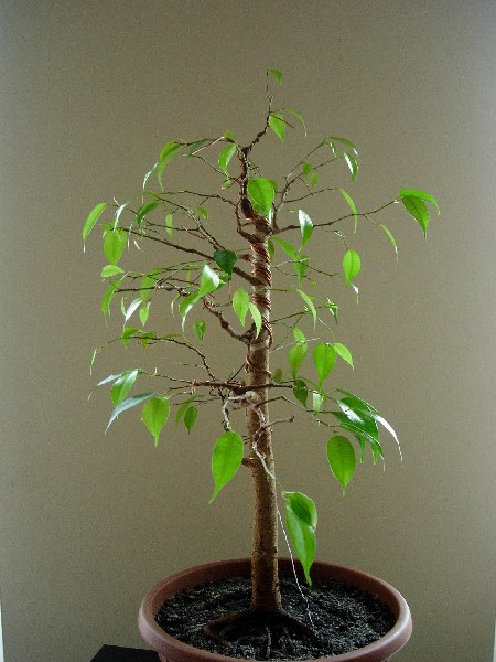 czerwiec 2005
<br />lewa