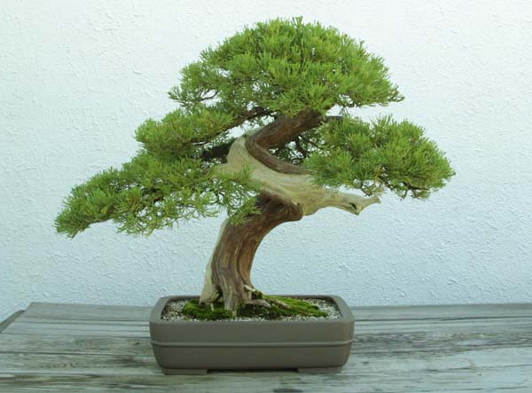 Juniper33443.jpg