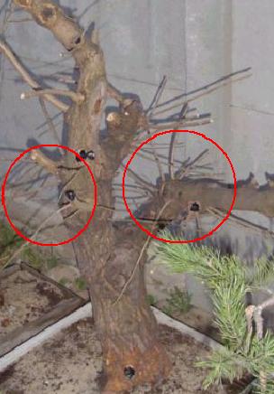 te cienkie raczej do wyciĂŞcia ..