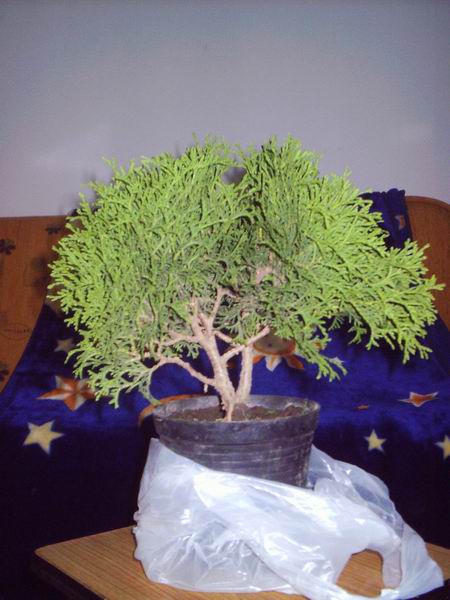 Drzewko przed wstĂŞpnym uformowaniem i ciĂŞciem