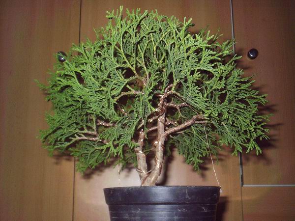 PoznieÂżej zamieszczam fotki po przyciĂŞciu i owiniĂŞciu drutem...