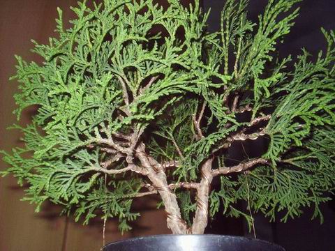thuja_occidentalis_5.jpg