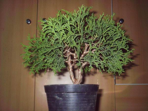 thuja_occidentalis_6.JPG
