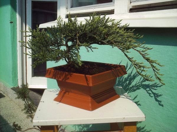 ZdjĂŞcie jescze nie uformowanego ale przesadzonego do innej doniczki