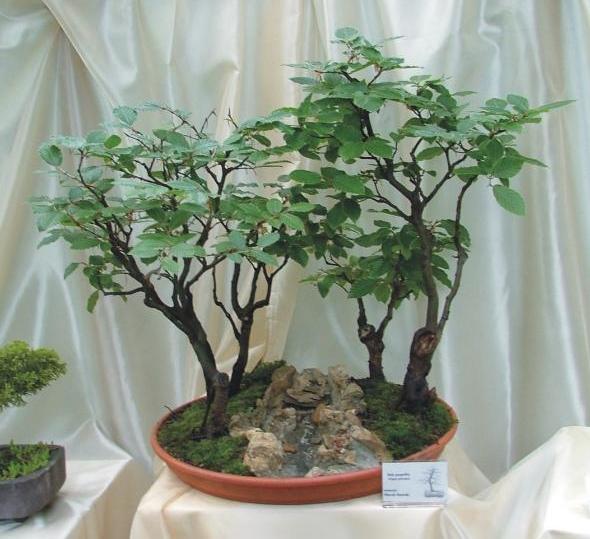 Marek Stawski - Kolejny Buk Pospolity