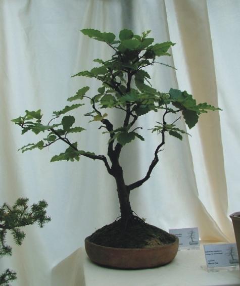 Marek Stawski - Buk Pospolity