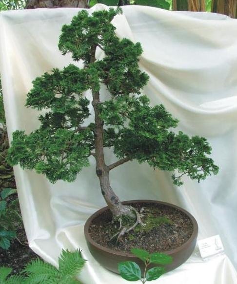 Marek Gez - Cyprysik TĂŞpoÂłuskowy