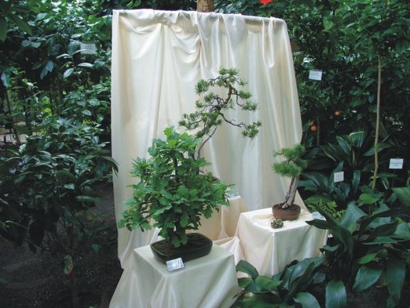 Sosna Pospolita (Darek ZajÂąc), DÂąb SzypuÂłkowy (Marek Gez), Modrzew JapoĂąski (Darek ZajÂąc)