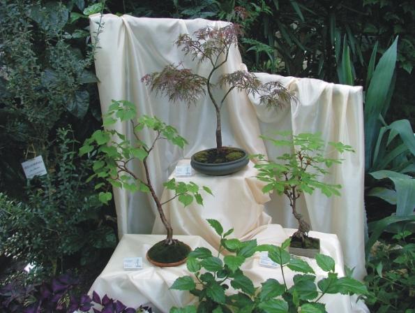 Brzoza Brodawkowata (Darek ZajÂąc), JodÂła KoreaĂąska (Marek Gez)