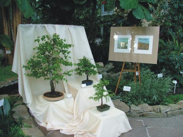 Brzoza Brodawkowata (Marek Gez),  Buk Pospolity (marek Gez), Modrzew Europejski (Marek Stawski)