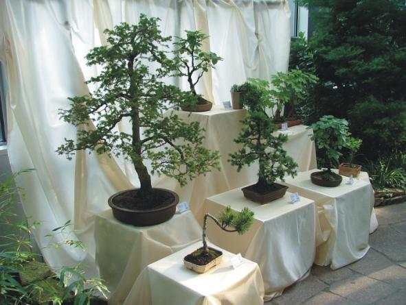 Na pierwszym planie jedna z najwiĂŞkszych roÂślin na wystawie: Cyprysik Groszkowy (Marek Gez)