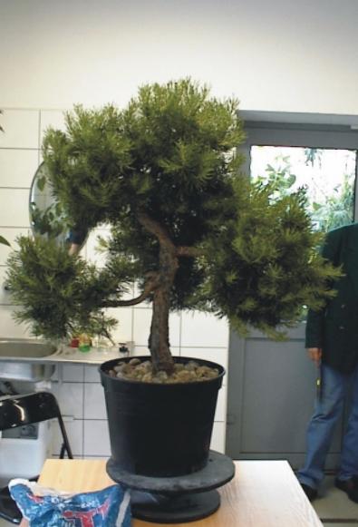 Sosna przed formowaniem