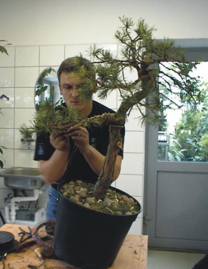 Po drutowaniu najprzyjemniejsza czĂŞÂśĂŚ - pracowanie nad ukÂładem gaÂłĂŞzi