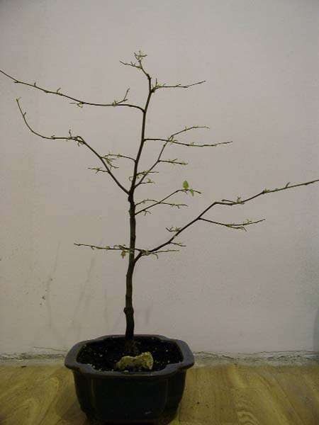 bonsai 023.jpg