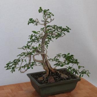 Po przemarzniĂŞciu w zimie odbiÂł pĂŞd, ktĂłry staÂł siĂŞ juÂż zaznaczonÂą formÂą!
<br />PielĂŞgnowana od 2001r.