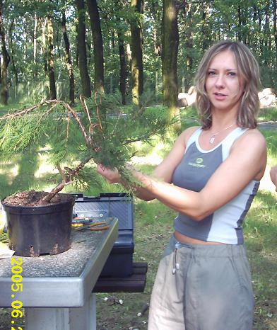 GÂłĂłwny wykonawca drzewka - Sylwia. Ciekawe jak daleko mozna ja wygiÂąc