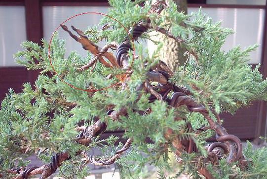 To jin nad ktorym tak ostro haÂłasowaÂłem. Tylko po to by nie sÂłyszec jak ktos mnie woÂła ;)