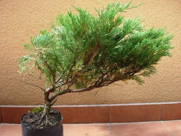 Zaraz po kupnie, wys. 50cm.