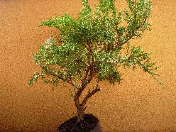 Po lekkim przyciĂŞciu.