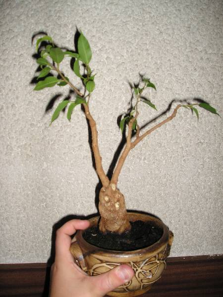 Oto efekty ostrych ciĂŞĂŚ