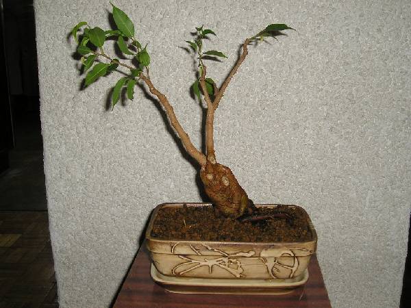 "Tatusiek" po przesadzeniu do nowej doniczki