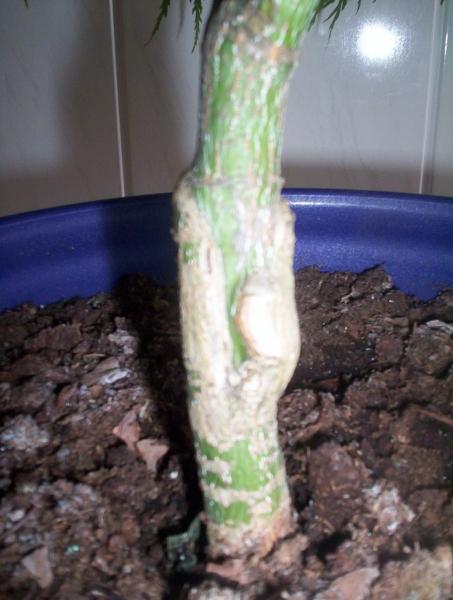 Niestety dosyĂŚ mocno widoczne szczepienie. Ale mam nadzieje Âże za pare (lub kilkanaÂście) latek nie bĂŞdzie znaku.