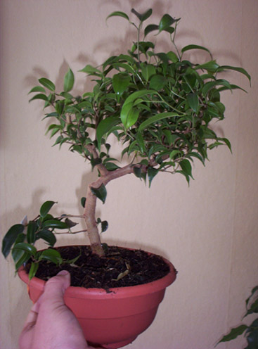 ficus 1.jpg