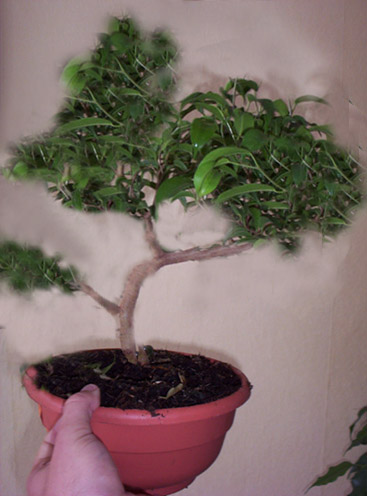 ficus 1.jpg