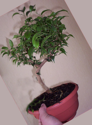 ficus_1_357.jpg