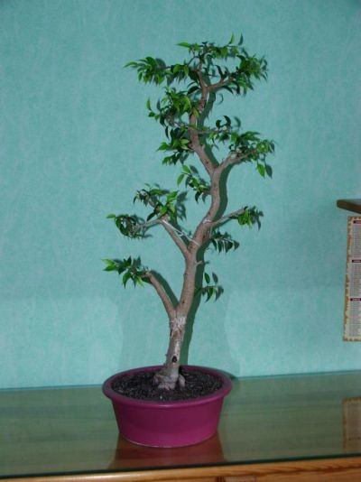 ficus0.jpg