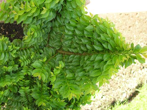 WiÂąz w gruncie: oto jedna (!) z gaÂłĂŞzi tegorocznych. LiÂście osiÂągajÂą dÂługoÂśĂŚ 4 cm. PĂŞd ma ok. 30 cm, jego gruboÂśĂŚ u nasady to 8 mm. Pogrubiacz pnia. WiÂąz zostaÂł posadzony w gruncie rok temu. MyÂślaÂłem, Âże ten sezon spĂŞdzi na ukorzenianiu, ale mocno wystrze