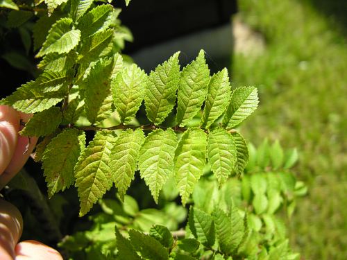 WiÂąz w donicy: nowy pĂŞd, ktĂłry wyrĂłsÂł z pnia ma moÂże 7-8 cm dÂługoÂści i liÂście max 2cm.