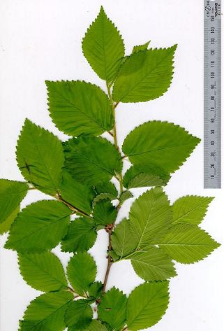 Ulmus_minor_1a.jpg