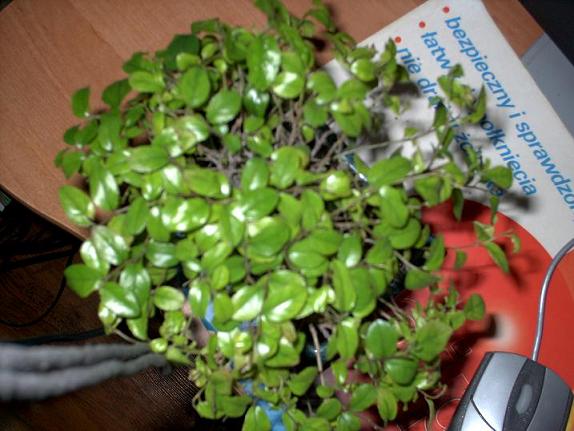 oto zdjecie mojego drzewka