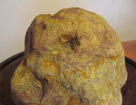 gÂłowa spaniela.jpg