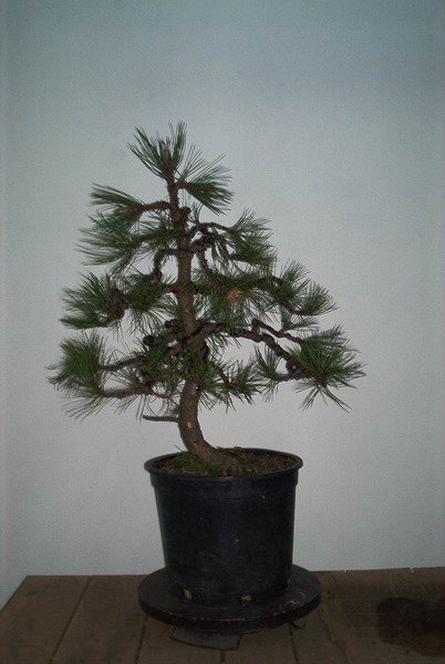 materiaÂł przed formowaniem 2001