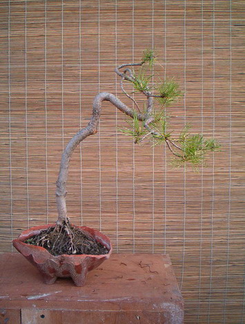 roÂślina przed formowaniem 2003