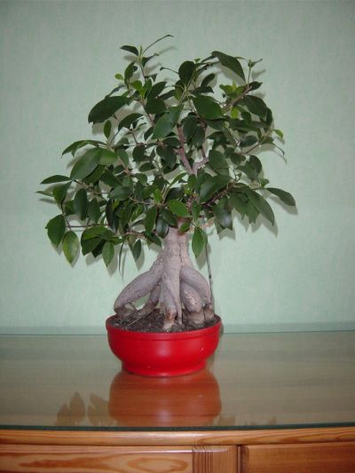 retusa sprzed roku, druga strona