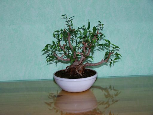 natasha, zdjecie z wiosny tego roku krotko po cieciu.